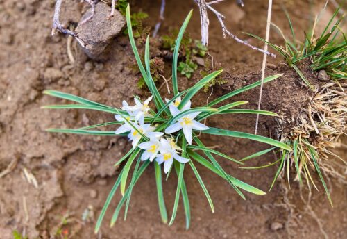 Shot from above, a close-up photograph features a cluster of flowers with white petals and yellow centers with green blades of grass growing out of a rough, rocky plot of brown soil.