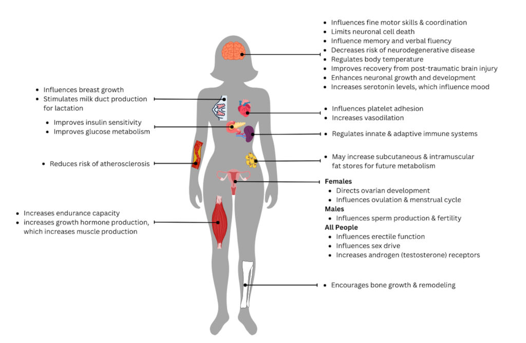 A graphic depicts a gray silhouette of a person with representations of several body parts such as a brain, breast tissue, heart, groin area, and thigh muscle. Bullet-pointed text is on the left and right sides with lines connecting different items with different body parts. As some examples, a line connects the breast image to text that reads, “Influences breast growth, and stimulates milk duct production for lactation.” A different line connects the thigh muscle to “Increases endurance capacity, and increases growth hormone production, which increases muscle production.” Another line connects the pelvis to a longer text block that reads, “Females: directs ovarian development, and influences ovulation and menstrual cycle. Males: influences sperm production and fertility. All people: influences erectile function, influences sex drive, and increases androgen (testosterone) receptors.”