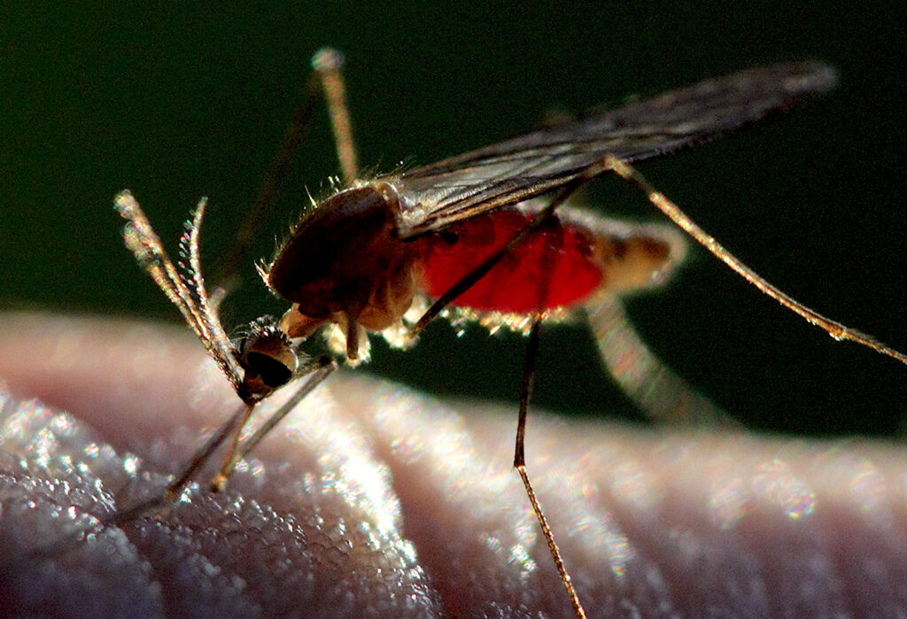 A close-up photograph features a mosquito, sunlit from beneath, with an engorged red belly on a human hand.