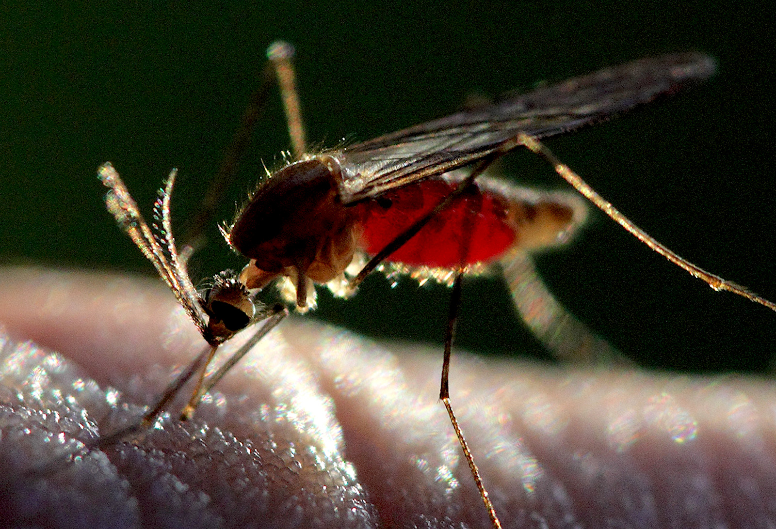 Заболел малярией. Москиты и малярийные комары. Самка комара анофелес. Малярийный Москит.