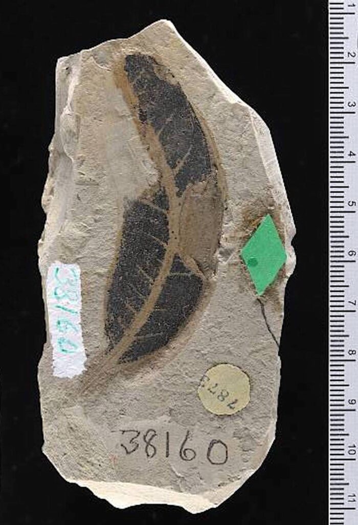 A beige stone features a dark figure that resembles a leaf in the center of it with the numbers 38160 written in pencil below it.