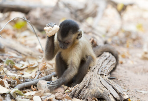 Perched on dirt ground beside fallen leaves and a log, a tan and black monkey raises a beige stone in its right hand while looking down at a small black object placed on a rock in front of it.
