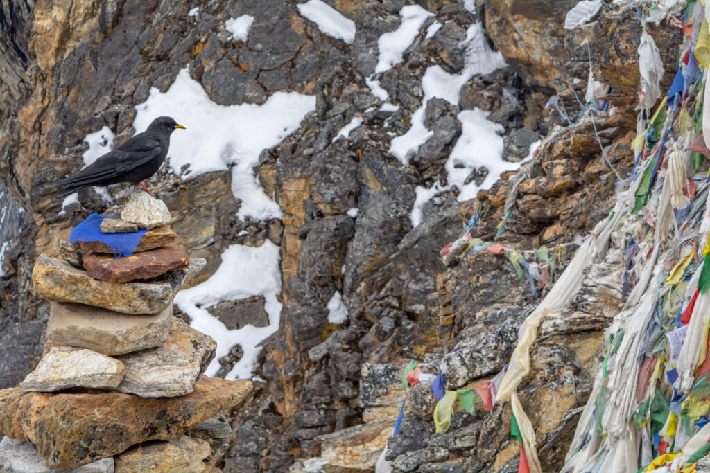 A black bird sits atop a stack of stones near a rocky area covered with torn multicolored flags of green, red, blue, and yellow.