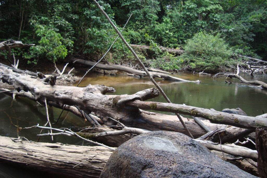 Downed trees span a body of green, murky water. Green trees line the background.