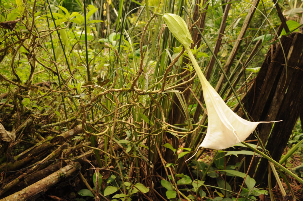 Uma flor branca, em forma de sino, cai de um galho fino de árvore em uma floresta repleta de folhas verdes.
