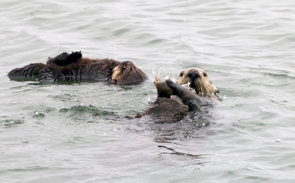 Two sea otters float, faces up, in a gray-blue body of water. The one on the right is balancing a gray stone object on its stomach.