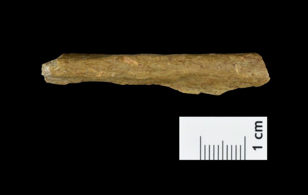 A long, brown object sits against a black background and above a white rectangle with measurement lines labeled 1 centimeter.