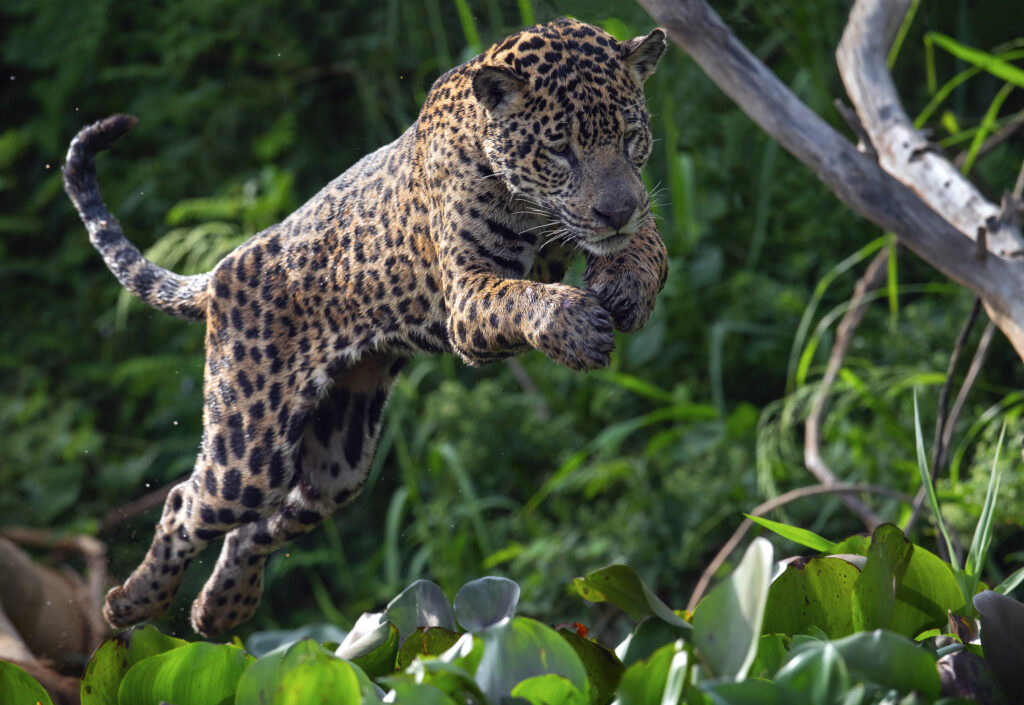 A large orange-and-black spotted jaguar jumps over lush, green shrubbery.