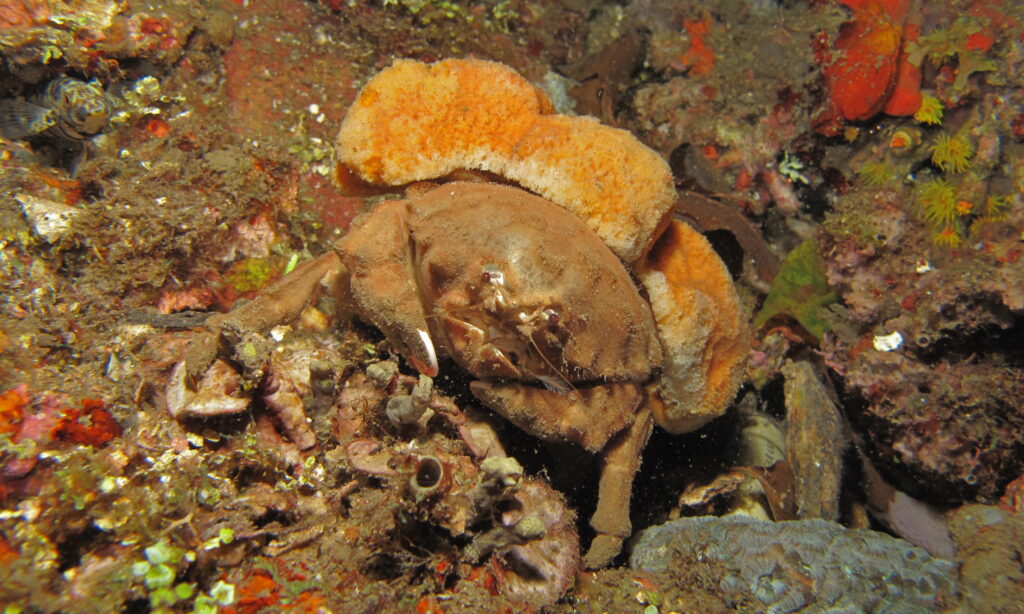 A reddish-brown crab stands on the rocky floor of an ocean with coral behind it and a yellow sponge on its back.