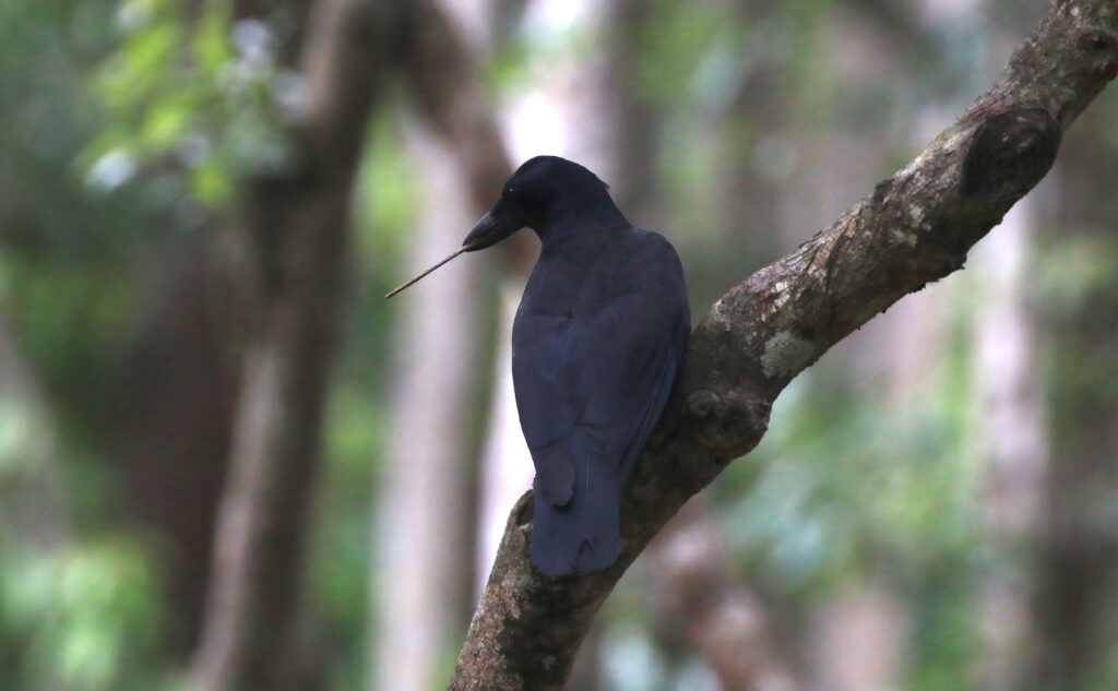 A black crow rests on a tree branch looks left, revealing a stick it is holding in its beak.