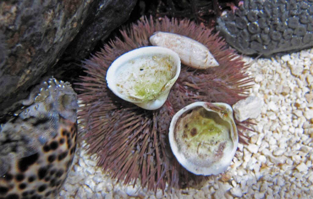 On a bed of white pebbles beside a gray rock, a maroon-colored sea urchin has three white shells resting on top of its spines.