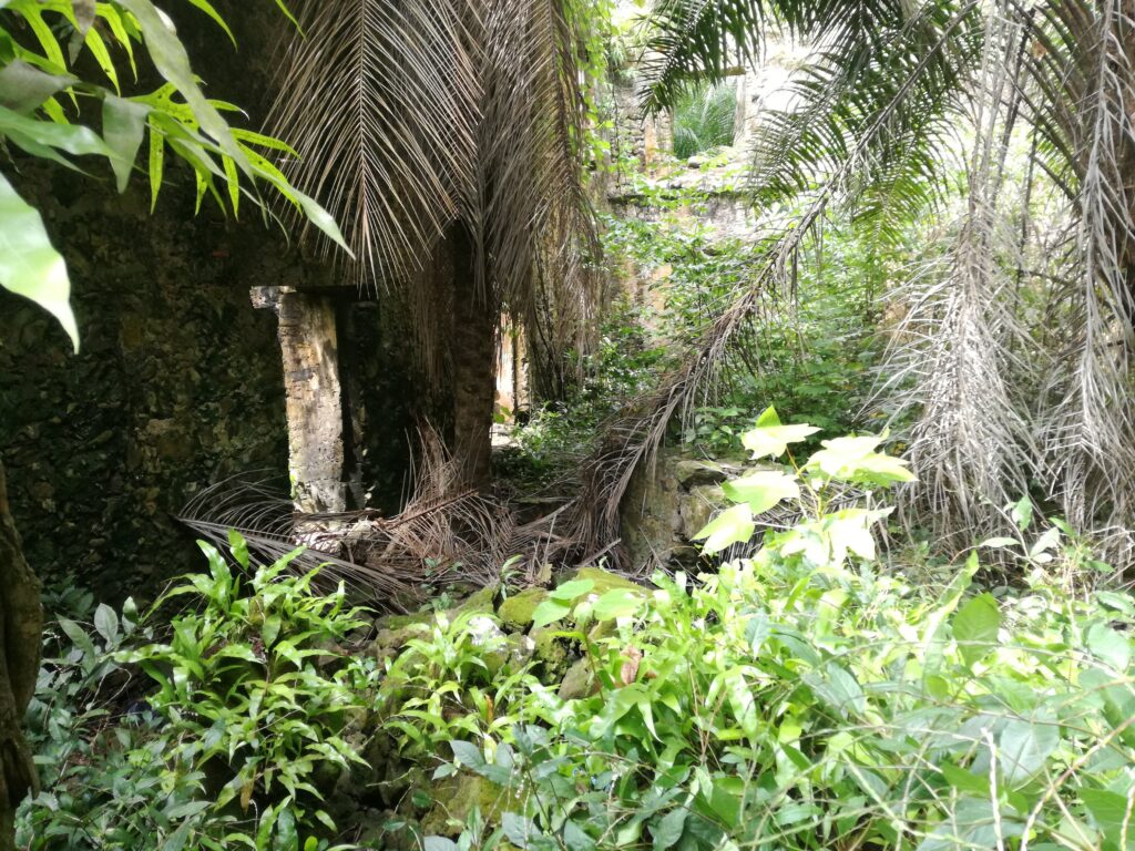 Overgrown greenery and graying palm fronds fill a photograph. Sunlight shines through a few window openings in a stone structure covered by the plants.