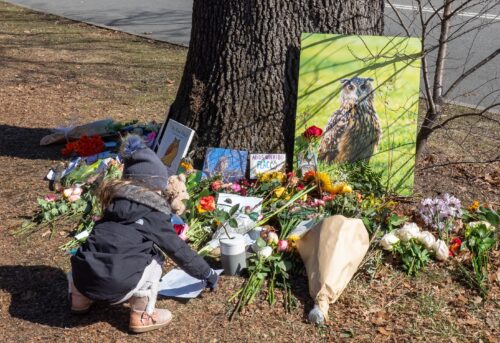 A child in a puffer coat squats in front of a memorial of flowers and various pictures of an owl, placing a piece of paper among the other objects.