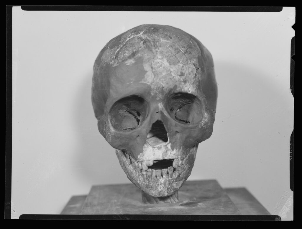 A skull sits on a small pedestal in front of a white wall.