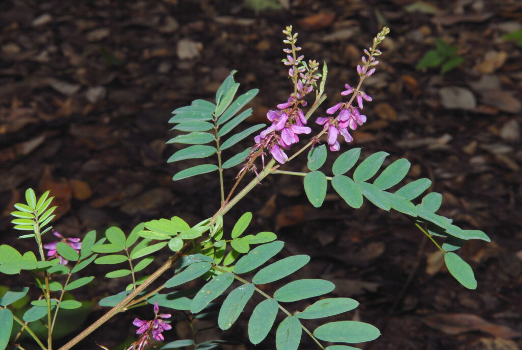 A plant with purple flowers and numerous almond-shaped green leaves grows above a forest floor.
