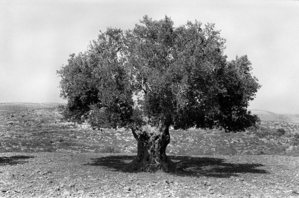 A lone, aged olive tree with full branches and a thick, gnarled trunk casts a shadow on the ground beneath it.