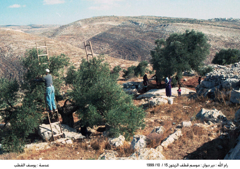 Palestinian olive harvesters climb ladders to pick olives from trees, beneath which tarps lie spread out to catch falling olives. Beyond the trees, beige hills roll gently beneath a light-blue sky.
