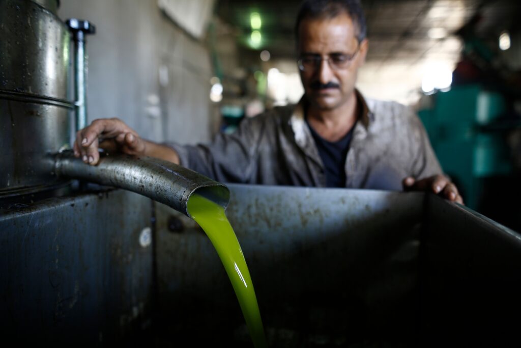 A person with a moustache and glasses watches as bright-green oil from freshly pressed olives pours out of a metal spout into a container.