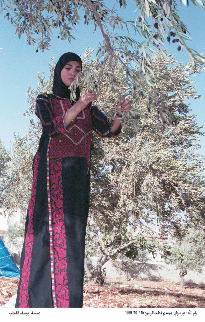 A Palestinian olive harvester clad in a long black and red dress and headscarf picks small fruit by hand from the branch of a tree.