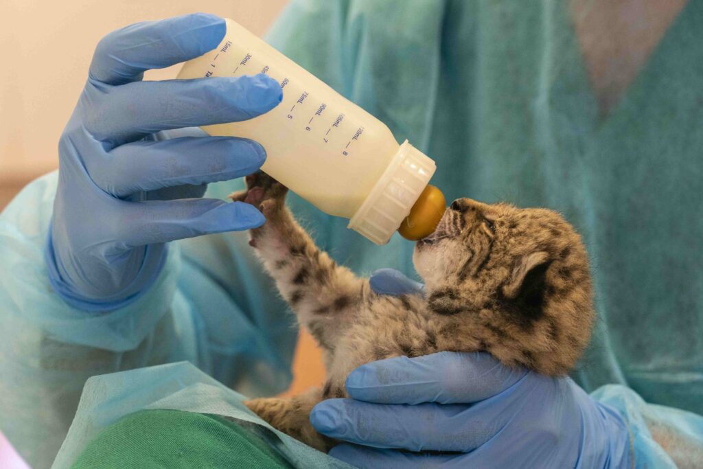A person dressed in scrubs and blue gloves holds a bottle to an infant lynx cub’s mouth.
