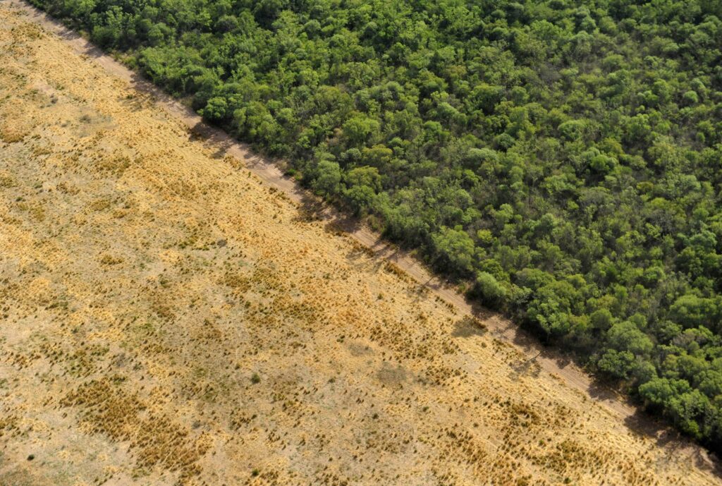 Densely growing green trees abut a yellowish expanse of farmland, creating a sharp contrast.