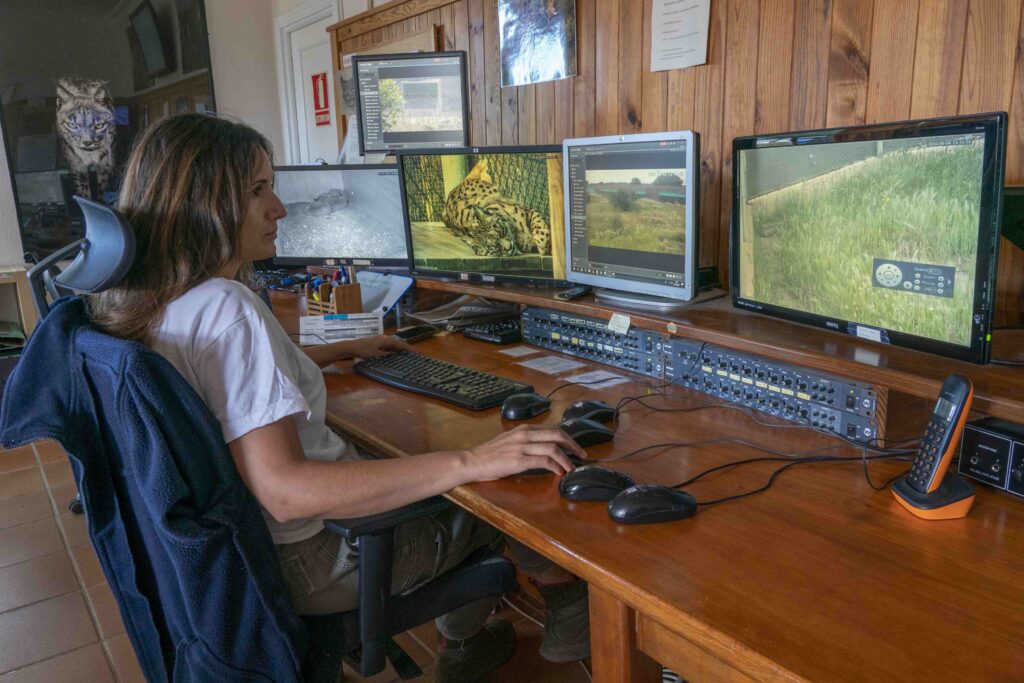A person sits in a black chair at a wooden desk in a wood-paneled office observing multiple computer screens.