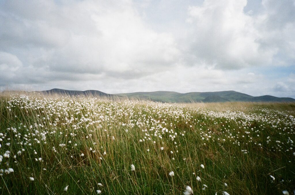 : Tall green grass topped with white tufts sways in the wind underneath a cloudy gray sky. Hills are visible on the horizon.