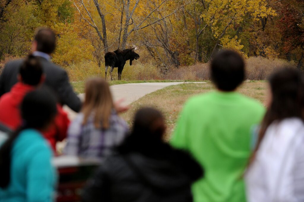 A group of people watch a moose standing on a pathway in the distance. The scene is set in an autumn landscape, with trees showing yellow and orange foliage.
