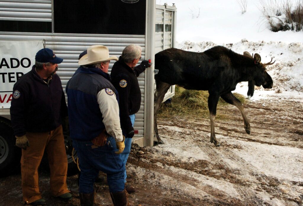 Four people wearing uniforms stand near a trailer as a moose steps out of it into a snowy environment.