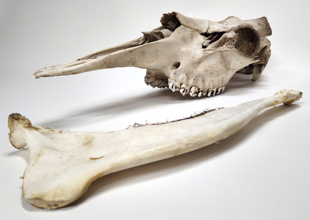 The skeletal remains of a moose cranium and is displayed against a plain background.