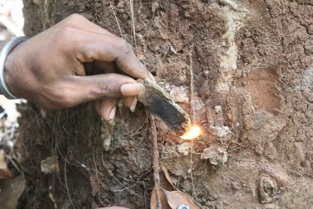 Against the closeup of a tree with gnarly bark, a person’s hand holds a fragment of resin that is lit on fire.