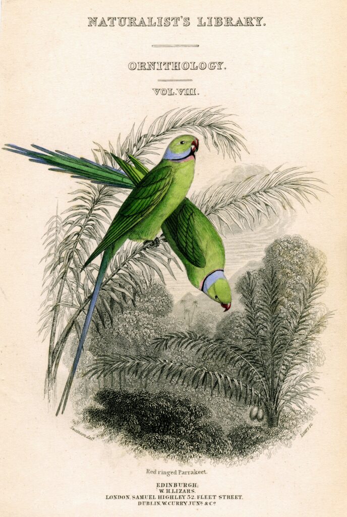 A cream-colored page from an illustrated book features two green parakeets perched on a fern. More ferns, trees, and faint silhouettes of mountains appear in the background. The word “Ornithology” appears above the drawing.