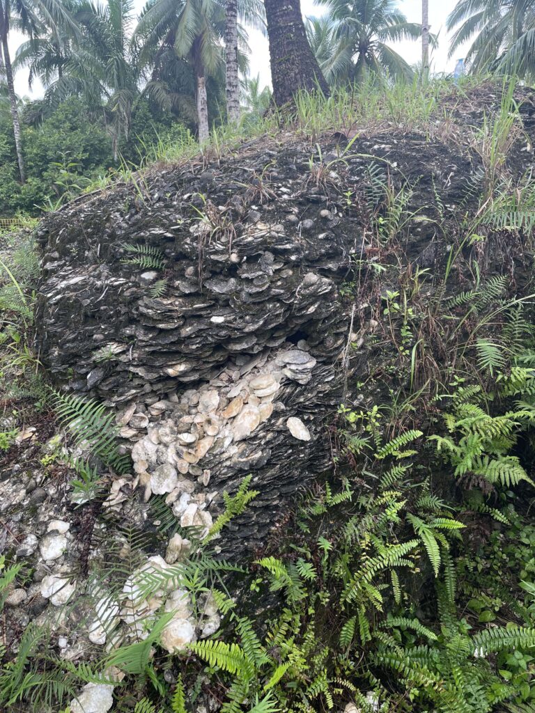 A large agglomeration of blackish-gray shells juts out of an extensive palm oil plantation.