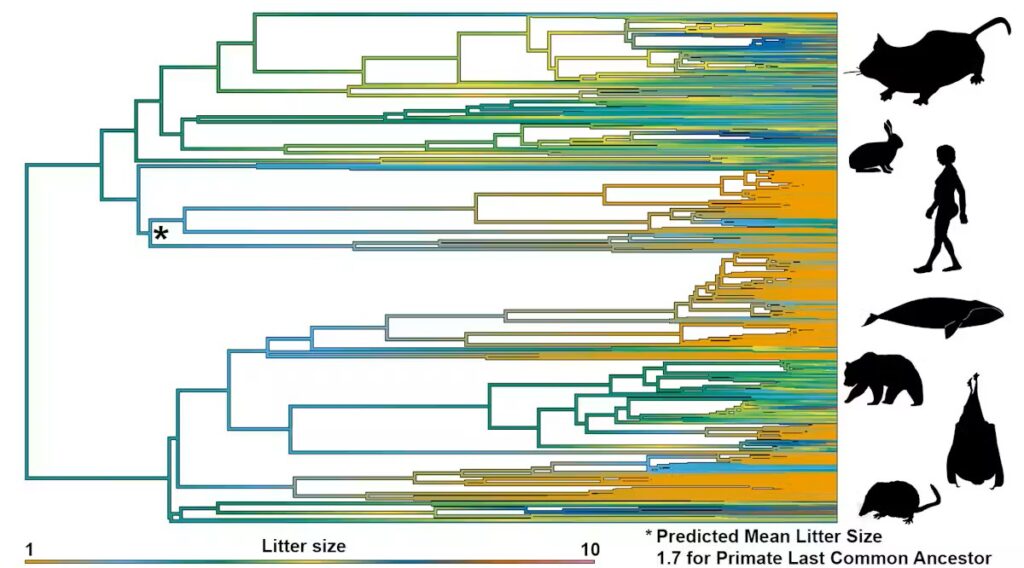 A graphical representation of the evolutionary history between select mammal species features light orange, green, light and dark blue, and yellow branched lines. The tree highlights a predicted mean litter size of 1.7 for the last common ancestor of primates, which is marked with an asterisk. Black, filled-in shapes of animals are on the right.