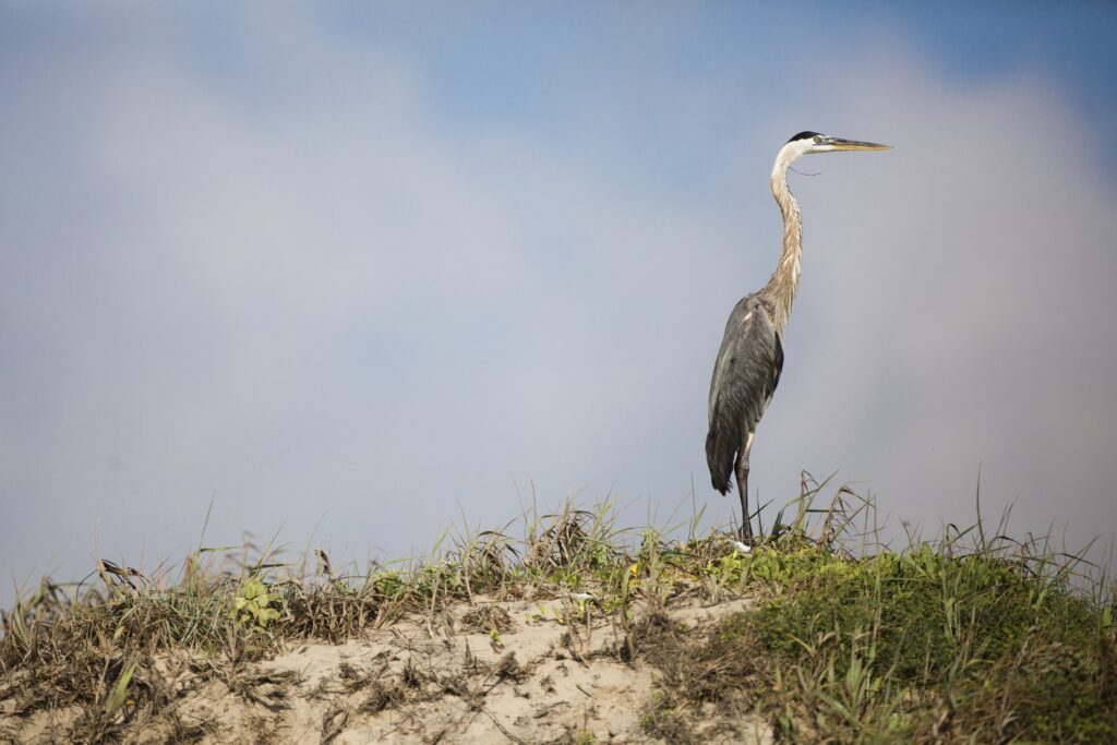 A gray and white bird with a long slender neck and sharp beak stands on a sandy hill with patches of green grass against a blue sky and diffuse grayish clouds.