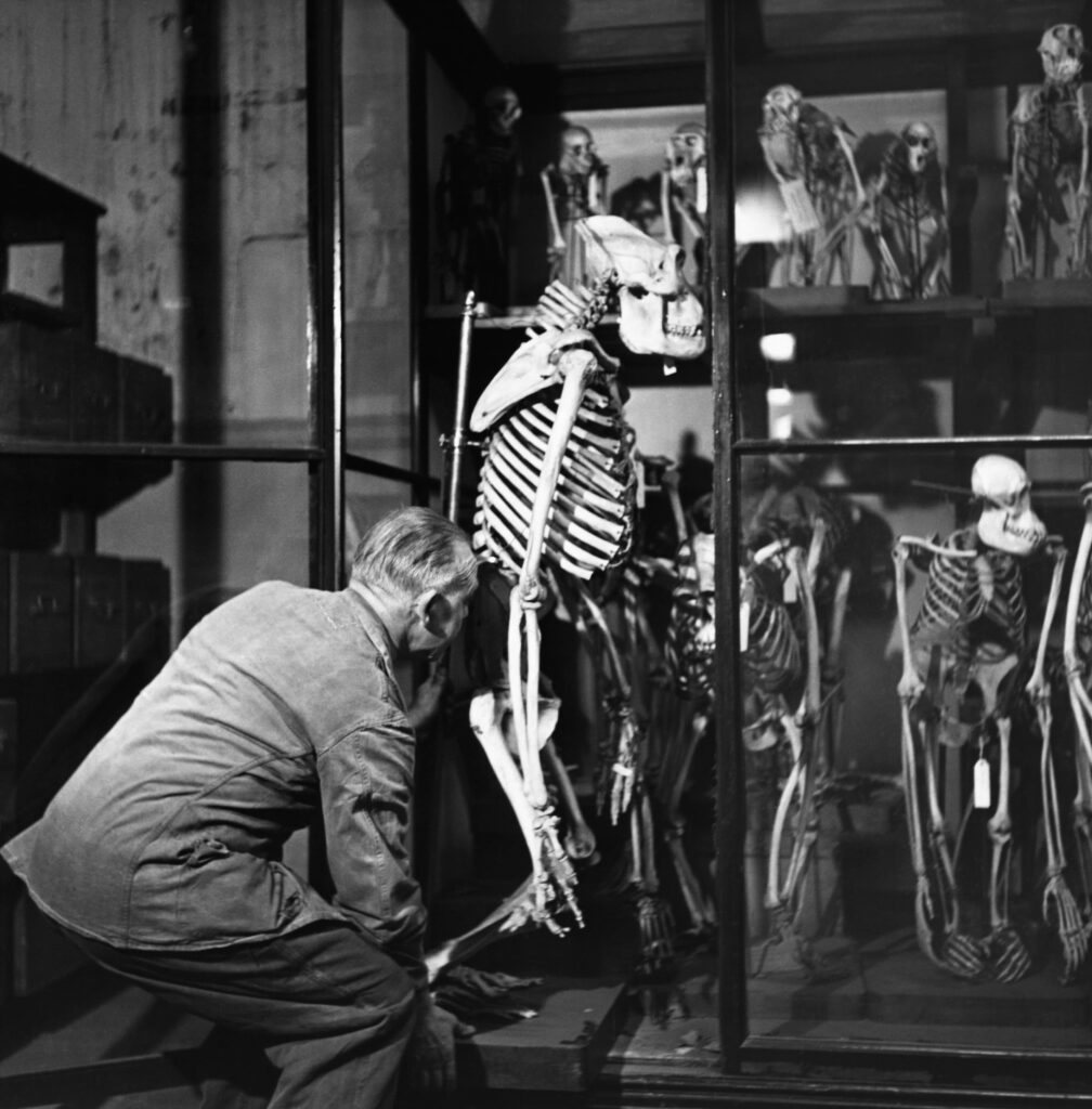 A black-and-white photograph shows a man in a suit crouched next to the skeleton of a great ape. Other skeletons are visible in the background.