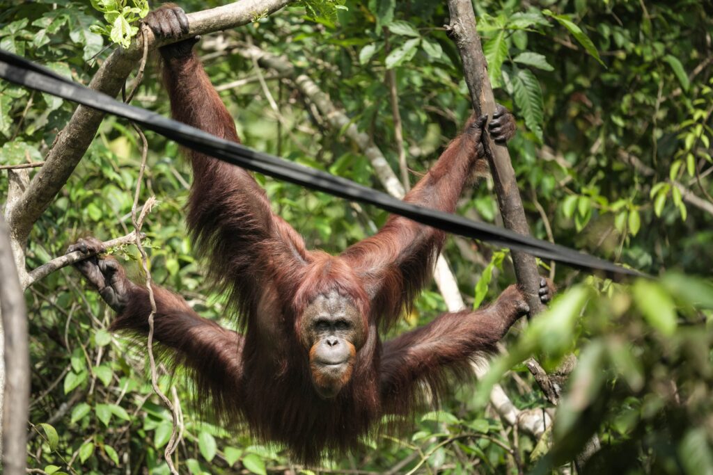 An orangutan with characteristic orange-colored hair hangs from tree branches, limbs spread out like a starfish, amid verdant foliage.