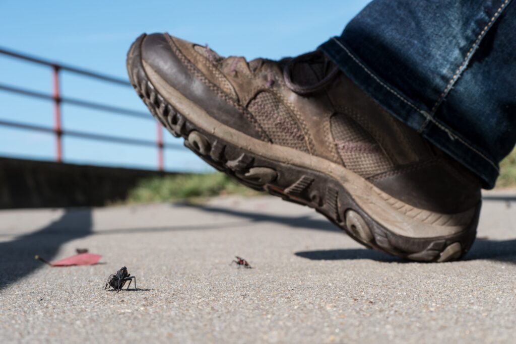 A foot clad in a brown and gray hiking boot is poised in a stomping gesture above two insects that crawl on the pavement.