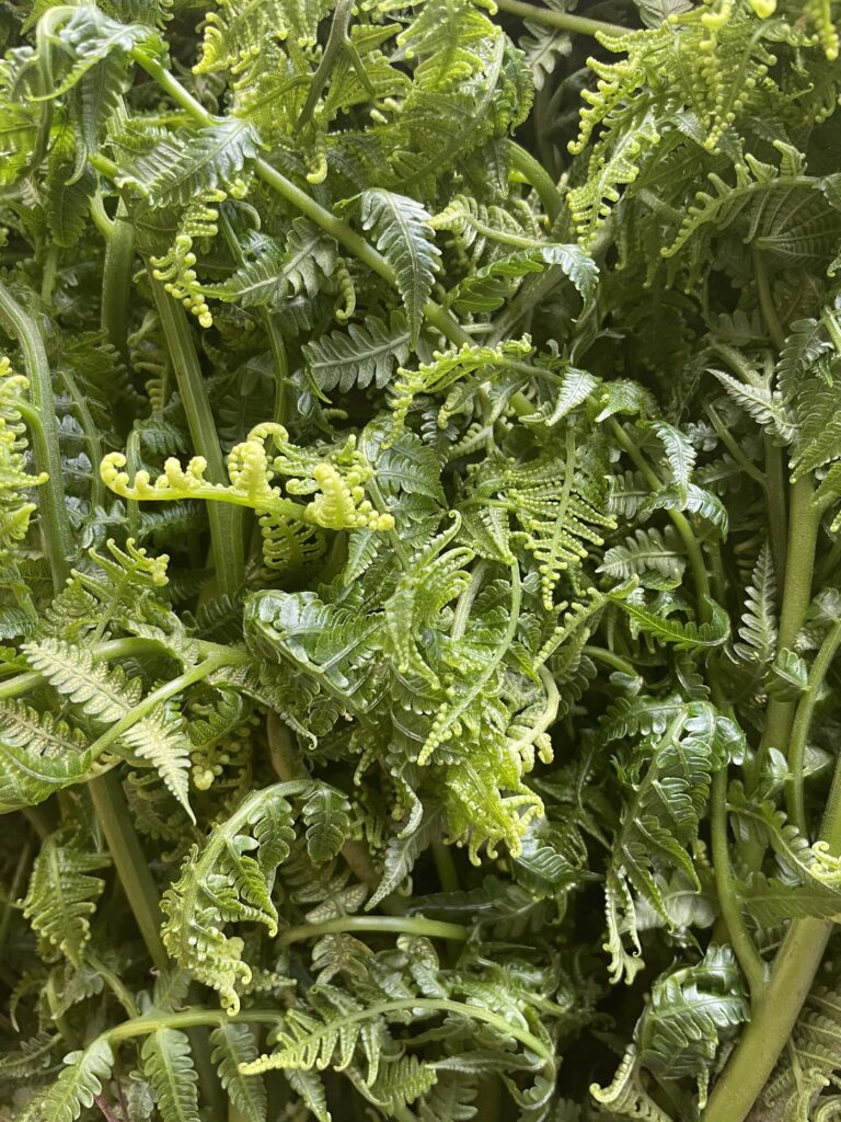A close-up image features a bunch of edible greens.