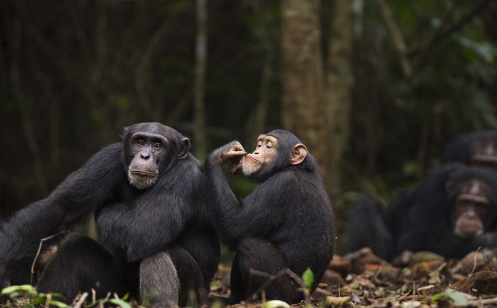 Two chimpanzees sit side by side in a forest. The one on the left looks directly ahead while the one on the right holds its hand to its mouth in a pensive gesture.