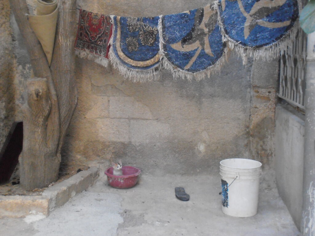 A white and tan kitten looks toward a white bucket below a clothesline on which are hung blue rugs in a concrete corner.