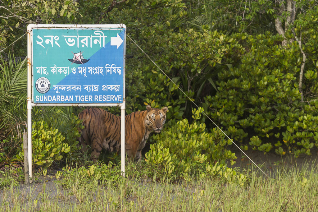 An orange tiger with black stripes stands at the edge of a green forested area behind a blue and teal sign that reads “Sundarban Tiger Reserve.”