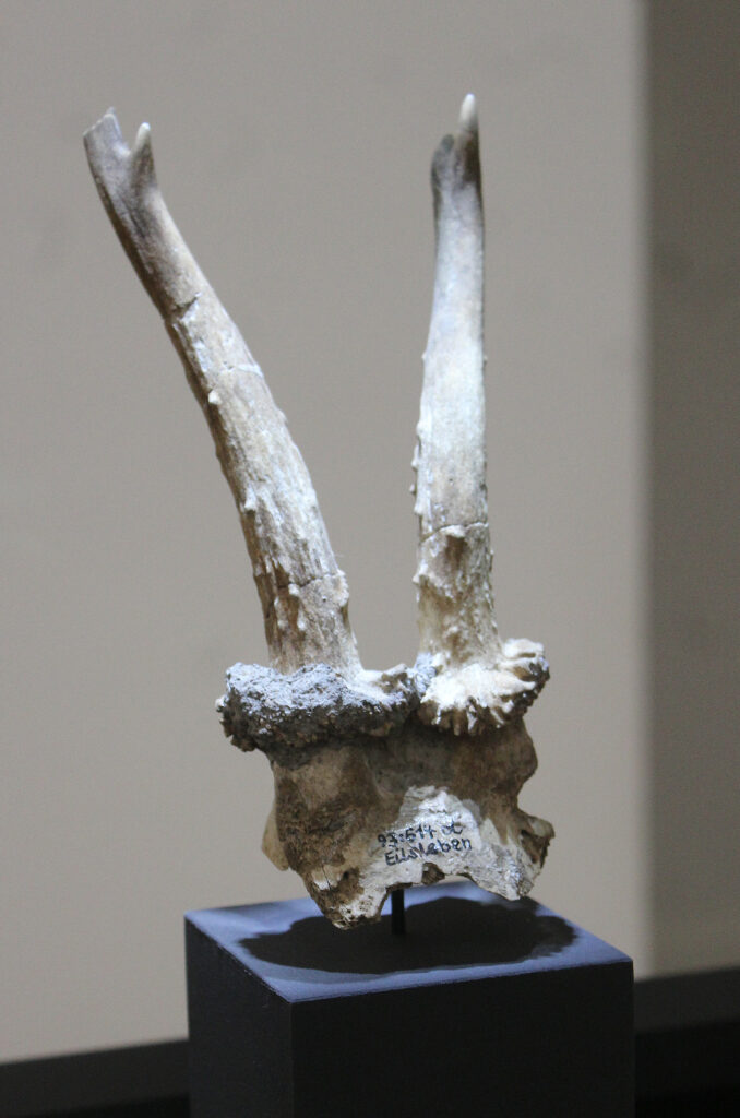 An image features a white antler mask from approximately 6800 B.C. on display atop a blue stand at a museum.