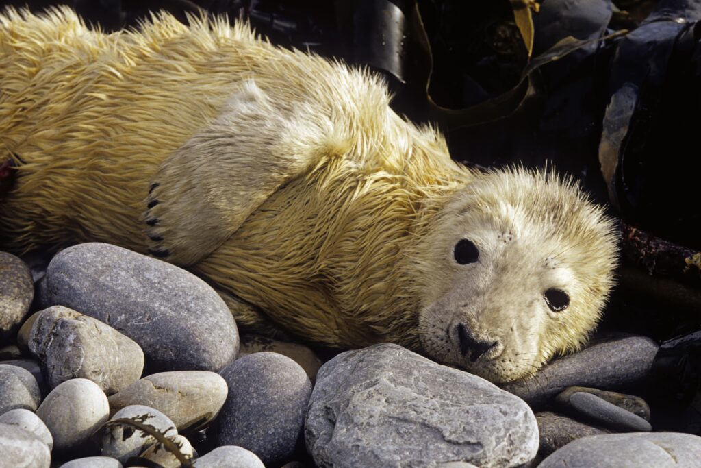 A seal with yellowish-white and cream-colored fur rests on a pile of rocks.