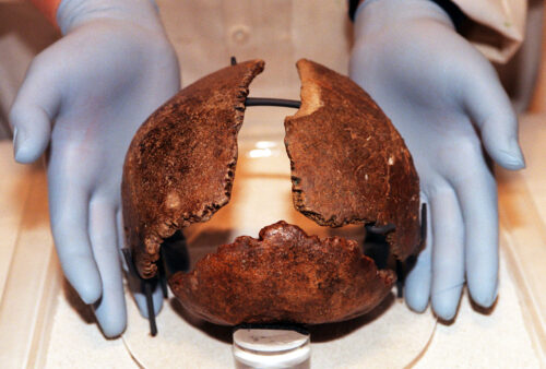 A pair blue-gloved hands cup an ancient cranium that has become brownish yellow with age.