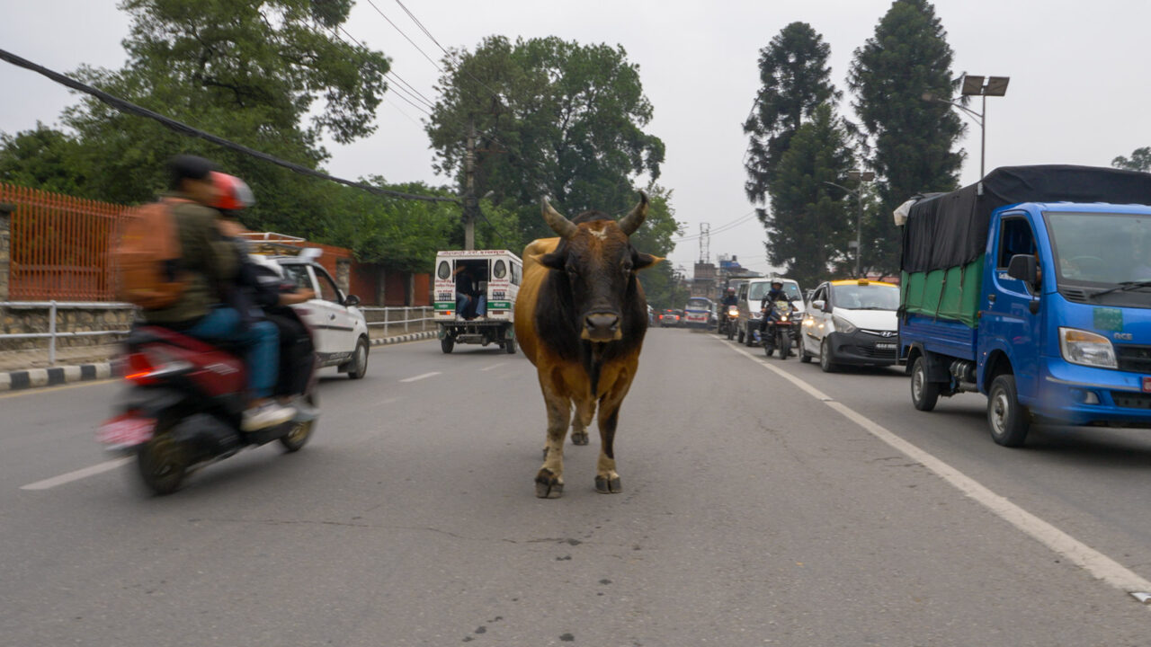 Following the Life of an Abandoned Bull in Nepal