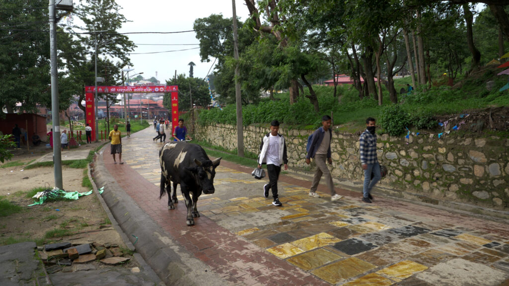 A dark-brown bull ambles alongside people on a curved stretch of road in front of a red gate and lined by a cobblestone wall.