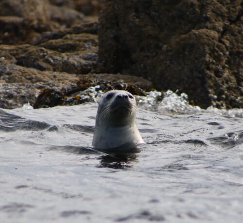 Beside a rocky coast, a seal pops its head above the waves.