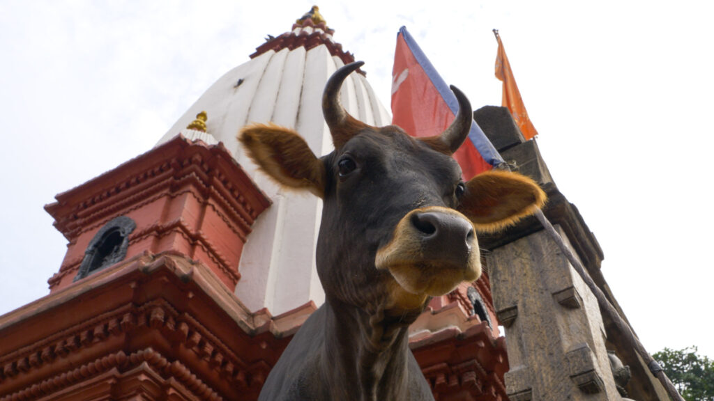 The head of a horned bull appears in front of an ornate building constructed of red and white materials.