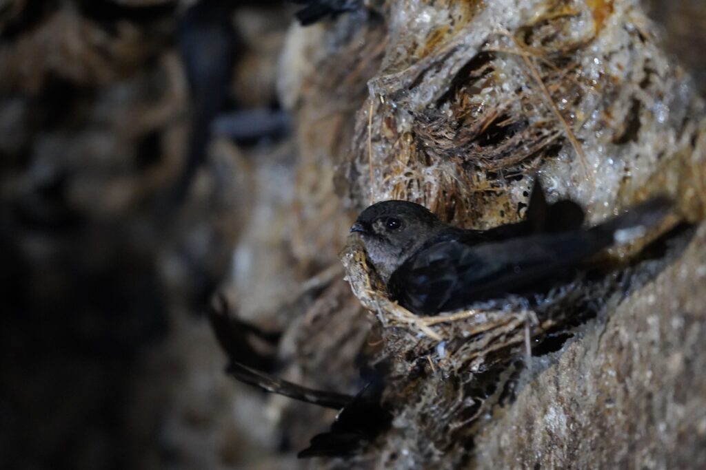 A small, dark-gray bird sits in a bowl-shaped nest.
